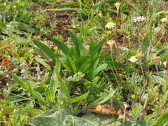 Gnaphalium pauciflorum