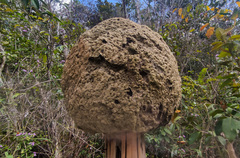 Constrictotermes cyphergaster