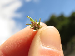 Gnaphalium pauciflorum