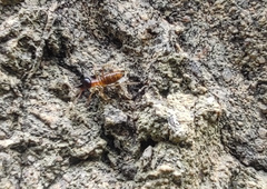 Constrictotermes cyphergaster