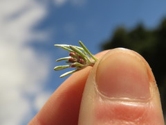 Gnaphalium pauciflorum