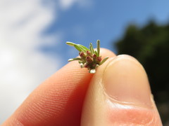 Gnaphalium pauciflorum