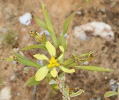 Moraea knersvlaktensis