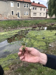 Bupleurum tenuissimum