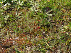 Gnaphalium pauciflorum