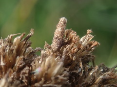 Coleophora argentula