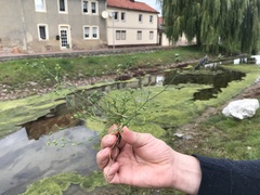 Bupleurum tenuissimum