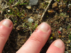 Gnaphalium pauciflorum