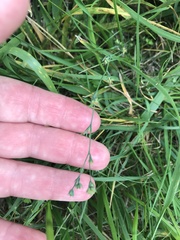 Bupleurum tenuissimum