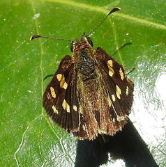 Metisella metis