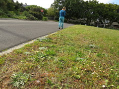 Gnaphalium pauciflorum