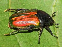 Leucocelis