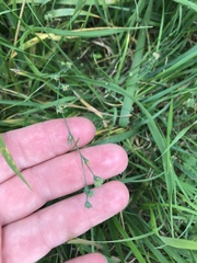 Bupleurum tenuissimum