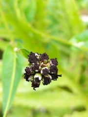 Microbotryaceae