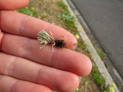 Gnaphalium pauciflorum