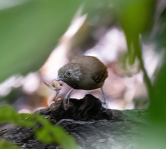 Epinecrophylla fulviventris
