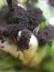 Microbotryaceae