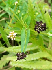 Microbotryaceae
