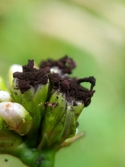 Microbotryaceae