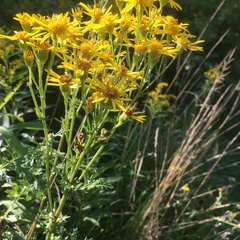 Solidago