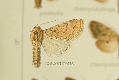 Eremohadena roseonitens