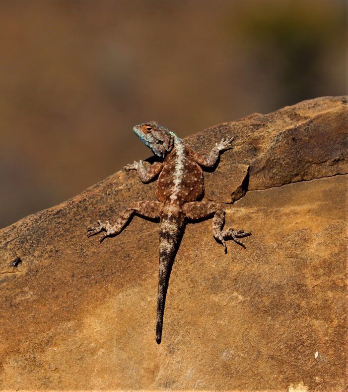 Southern Rock Agama from Somerset East District, South Africa on ...