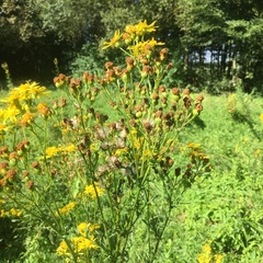 Solidago