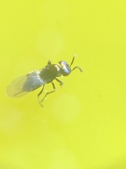 Encyrtinae