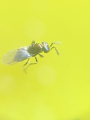 Encyrtinae