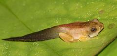 Afrixalus fornasini
