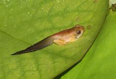 Afrixalus fornasini