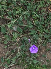 Convolvulus sabatius