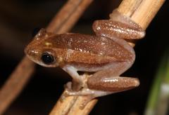 Afrixalus fornasini