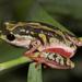 Mottled Painted Reedfrog - Photo (c) Alex Rebelo, some rights reserved (CC BY-NC), uploaded by Alex Rebelo