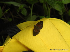 Anthanassa atronia