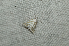 Leptosteges parthenialis
