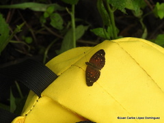 Anthanassa atronia
