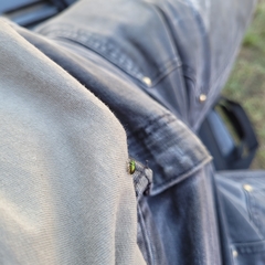 Gastrophysa cyanea