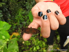 Anthanassa atronia
