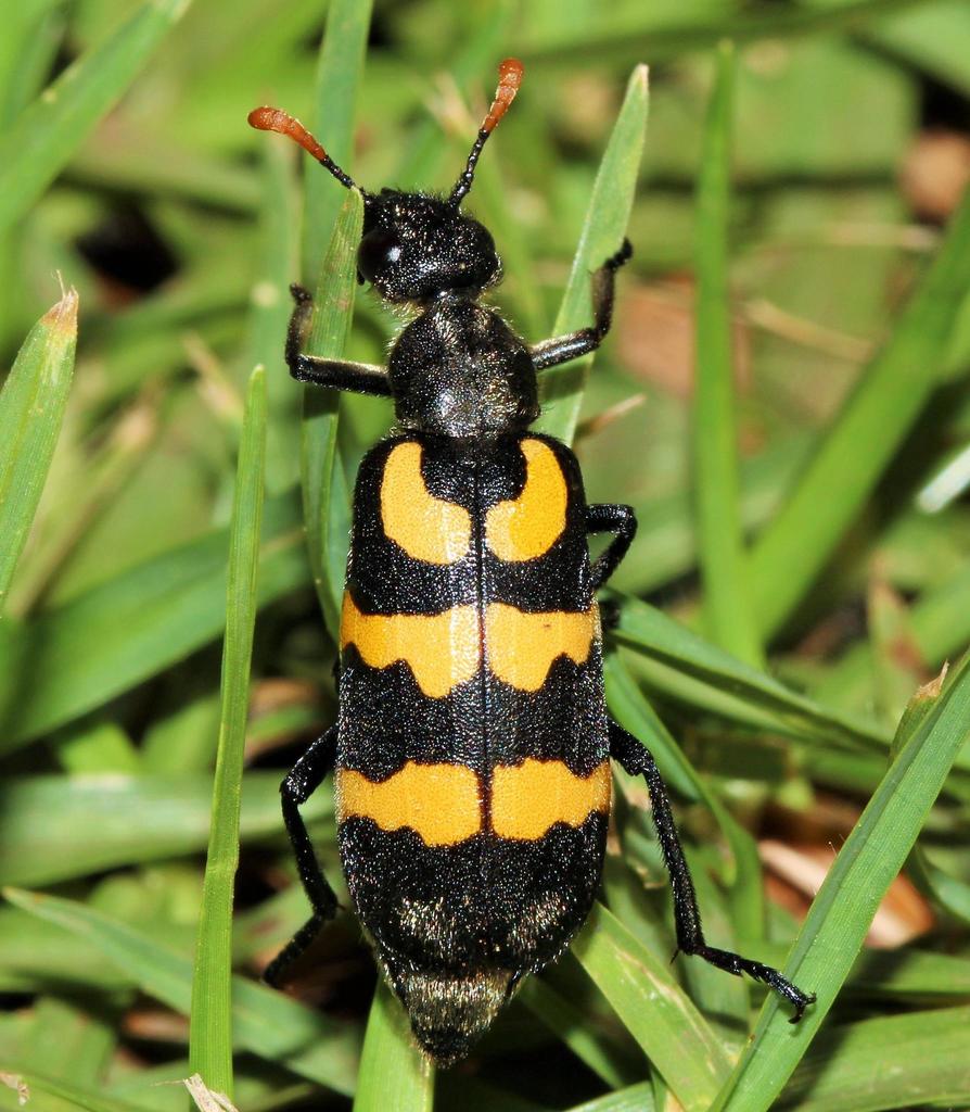 Lunate Blisterbeetle