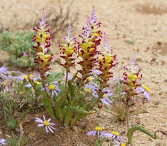 Lachenalia framesii