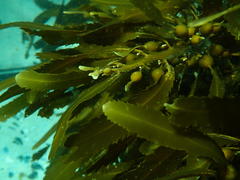 Anthophycus longifolius
