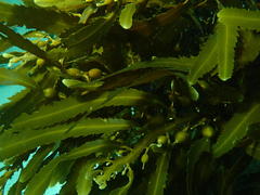 Anthophycus longifolius