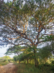 Vachellia leucophloea