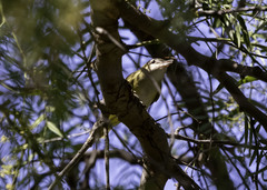 Vireo flavoviridis