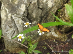 Tegosa anieta
