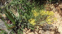 Senecio crenatus