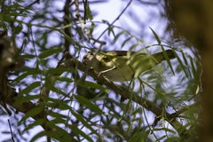 Vireo flavoviridis