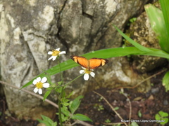 Tegosa anieta