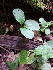 Pyrola elliptica